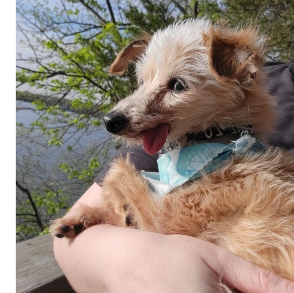 Purchases fund Rizzo's medical care - Picture 4 of 5